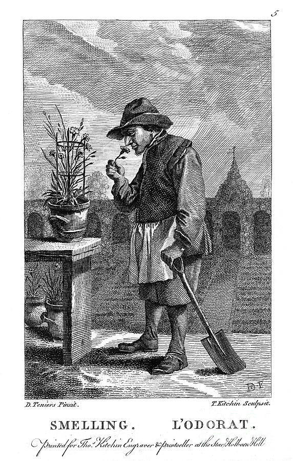 Gardener Smelling A Carnation Or Pink Drawing by Print Collector