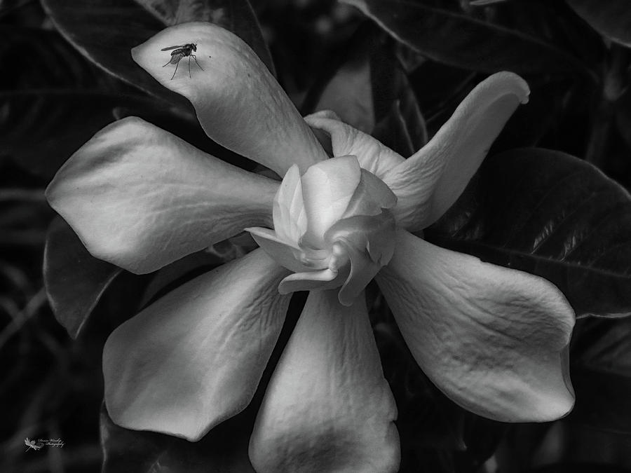 Gardenia and Fly Photograph by Denise Winship