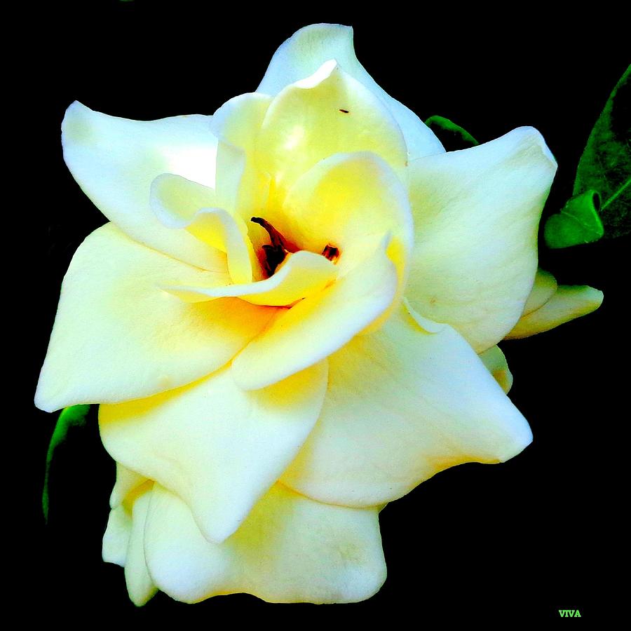 Gardenia In Sunlight and Shadow Photograph by VIVA Anderson