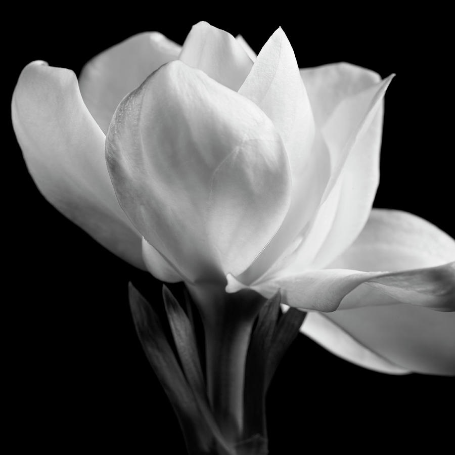 Flower Photograph - Gardenia by Michael Harrison