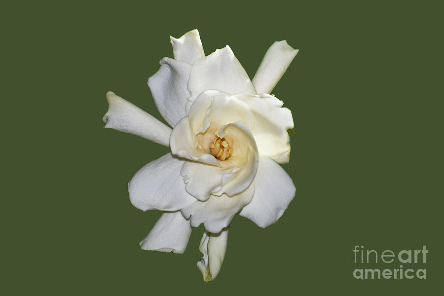 Gardenia on Green by Patti Whitten Gardenia on Green by Patti Whitten