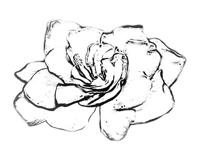 Gardenia PAINT MY SKETCH Drawing by Delynn Addams