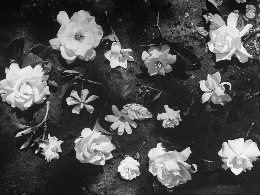 Flowers Still Life Photograph - Gardenias by Eliot Elisofon