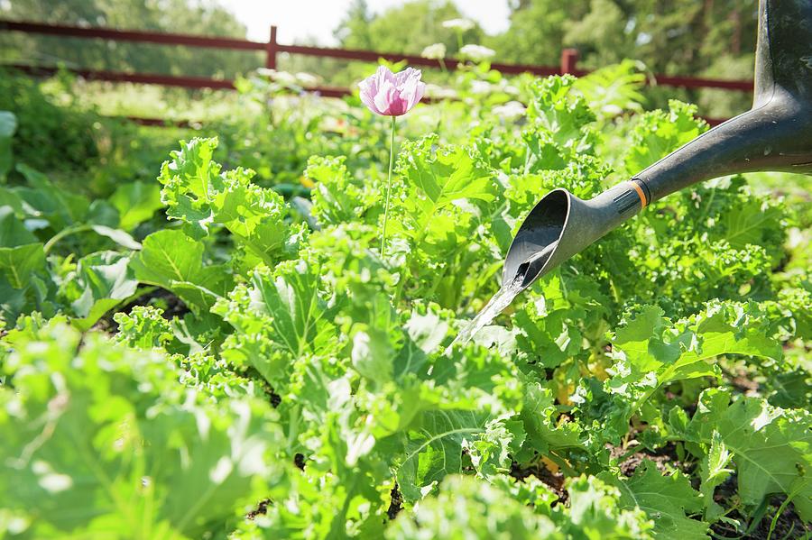 Gardner Watering Vegetable Patch With A Watering Can Photograph by Lars Hallstrm