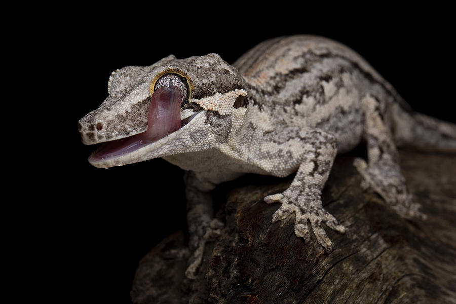 Animal Photograph - Gargoyle Gecko by Kurit Afsheen
