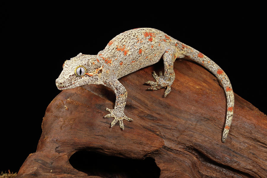 Gargoyle Gecko Rhacodactylus Photograph by David Kenny