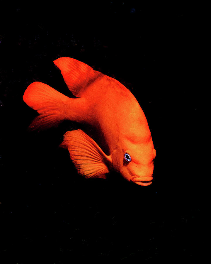 Garibaldi Fish On Black Background Photograph by Brent Barnes
