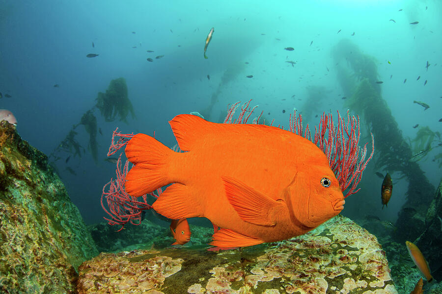 Garibaldi In Forest Of Giant Kelp, Off Santa Barbara Photograph by David Fleetham / Naturepl.com Garibaldi In Forest Of Giant Kelp, Off Santa Barbara Photograph by David Fleetham / Naturepl.com