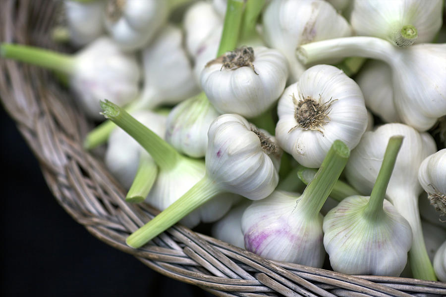 Garlic Photograph by © Dr. J. Bodamer