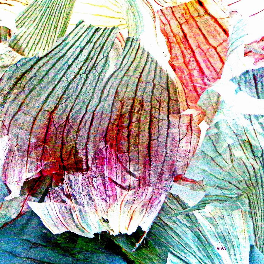 Garlic Bulb Photograph - Garlic Abstract Series by VIVA Anderson Garlic Bulb Photograph - Garlic Abstract Series by VIVA Anderson