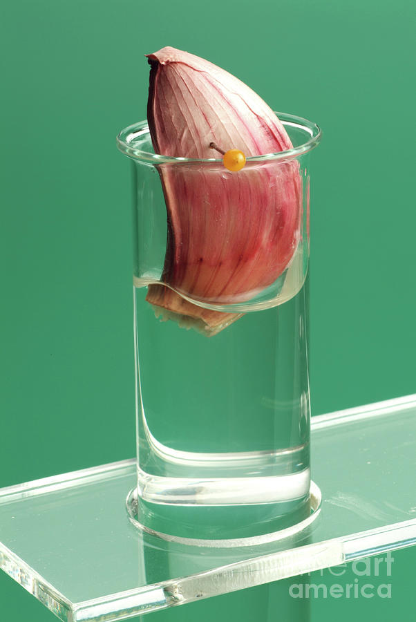 Garlic Clove Germination Experiment Photograph by Martyn F. Chillmaid/science Photo Library