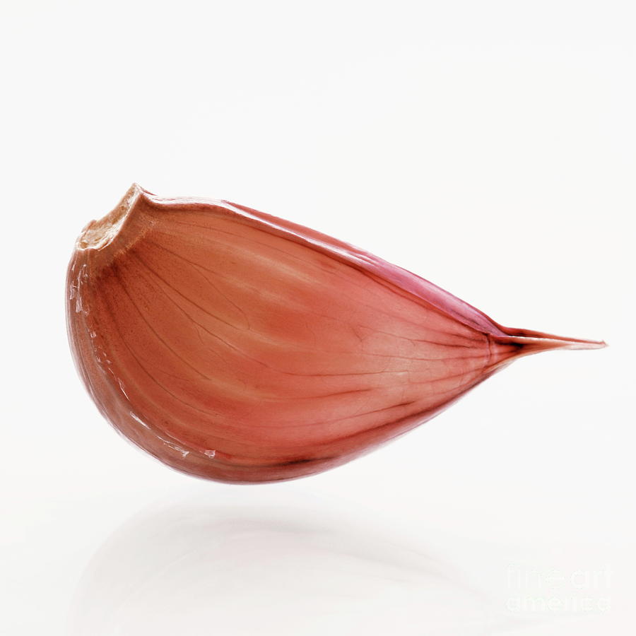 Garlic Clove Photograph by Paul Whitehill/science Photo Library