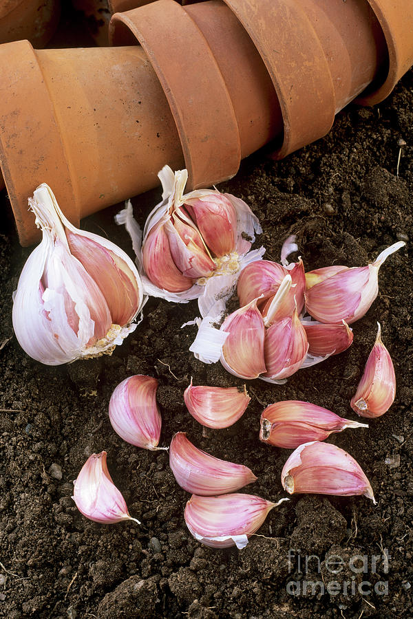Garlic Cloves Photograph by Geoff Kidd/science Photo Library