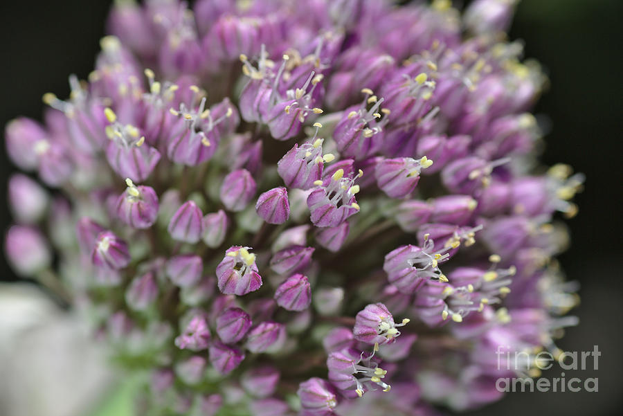 Nature Photograph - Garlic Flower In Bloom by Joy Watson