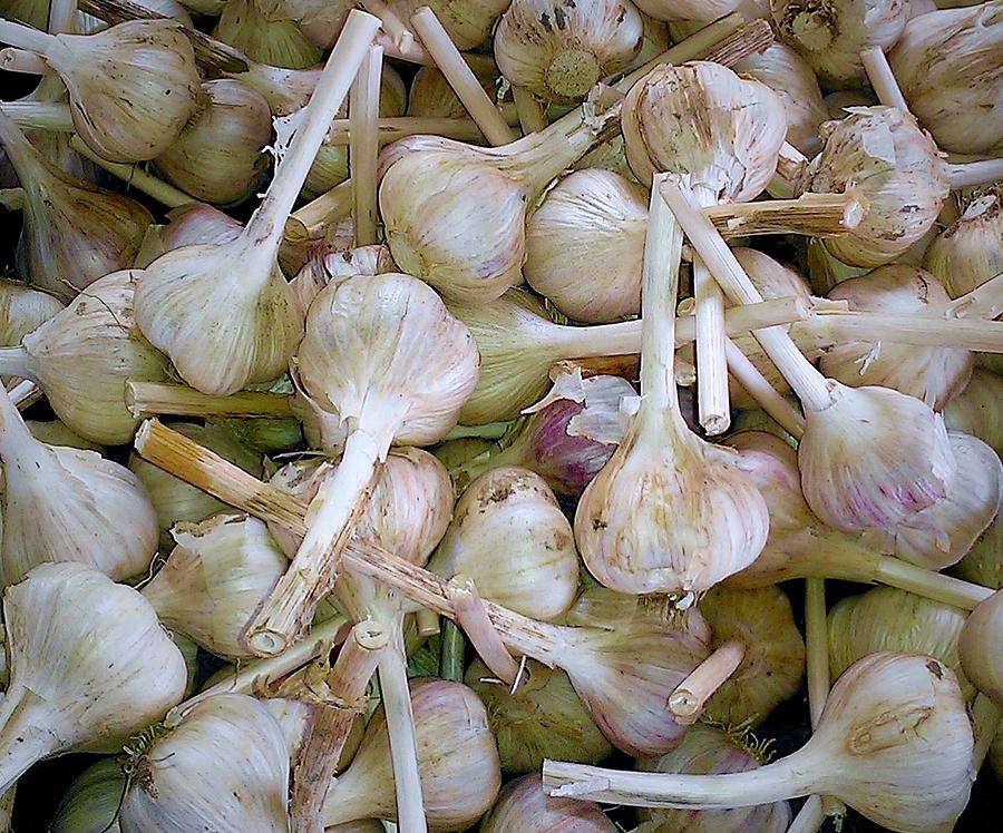 Garlic For Sale Photograph by Alida M Haslett