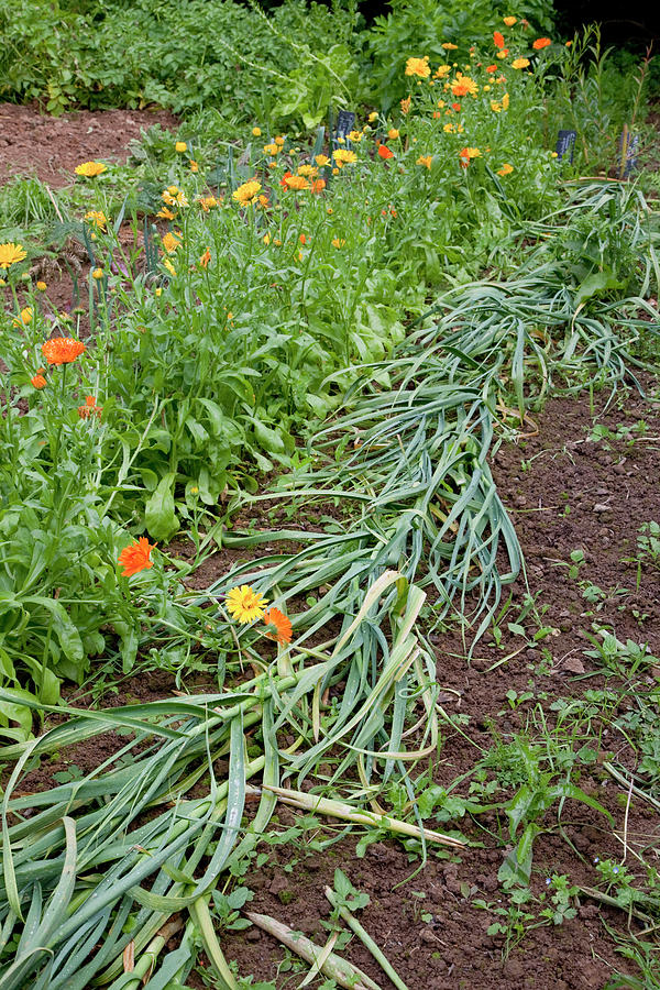 Garlic Laid Flat Before Harvest, With Calendula In Row Behind Photograph by Noun
