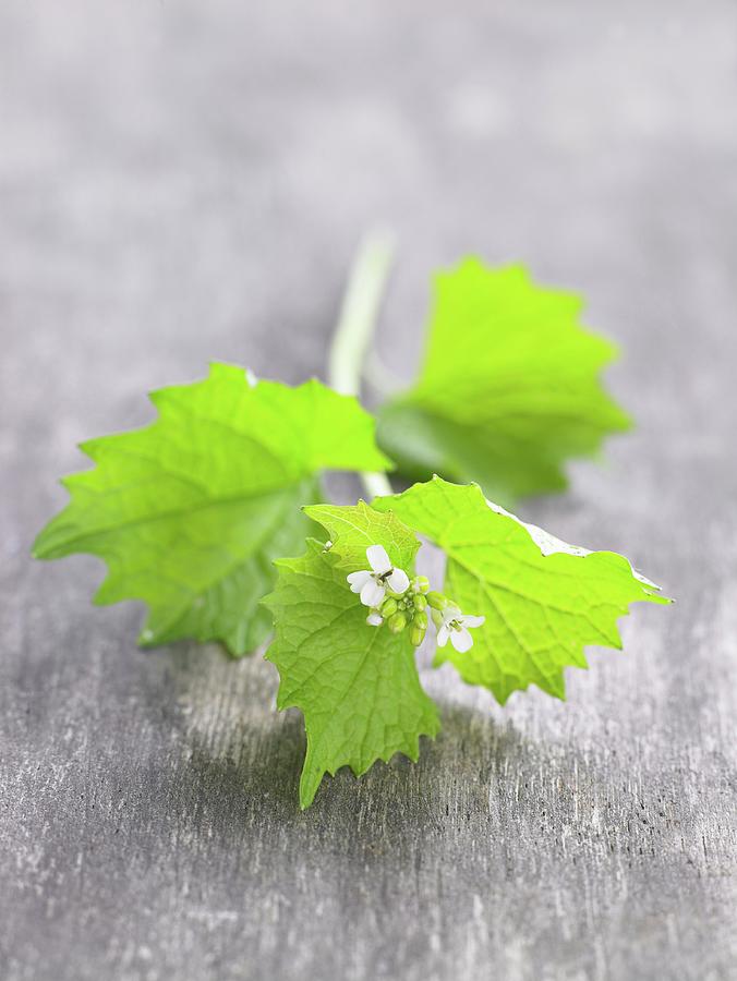 Garlic Mustard With A Leaf And Flower Photograph by Anke Schtz