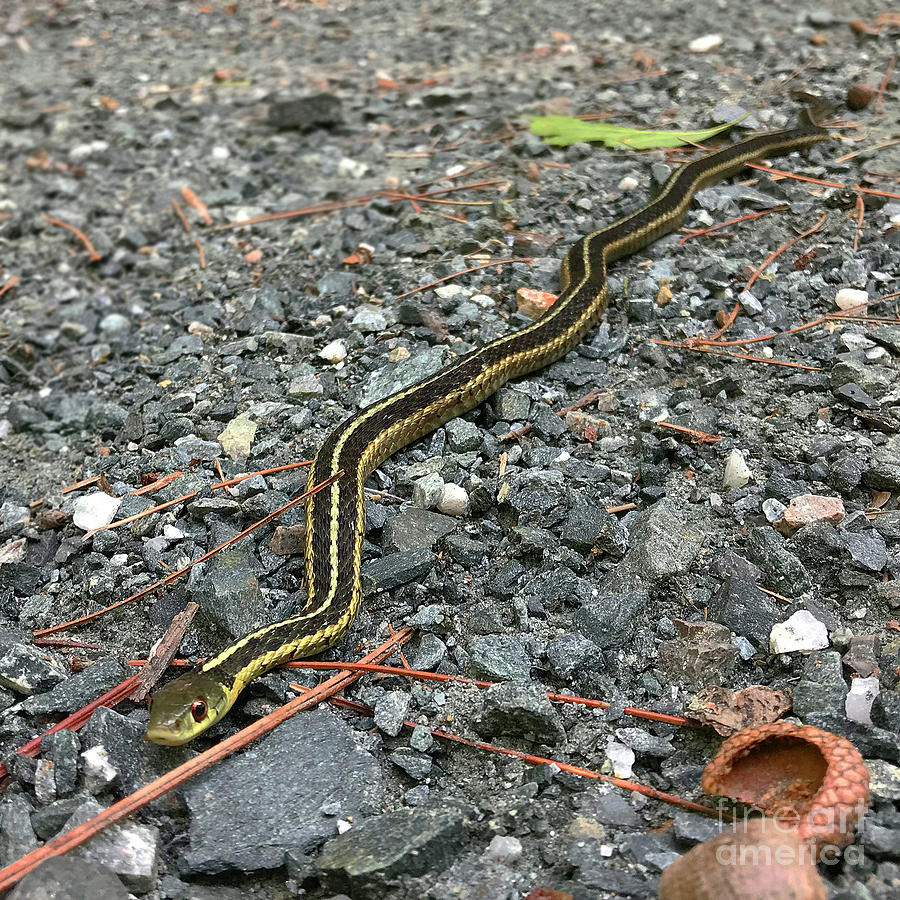 Garter Snake Photograph by Amy E Fraser