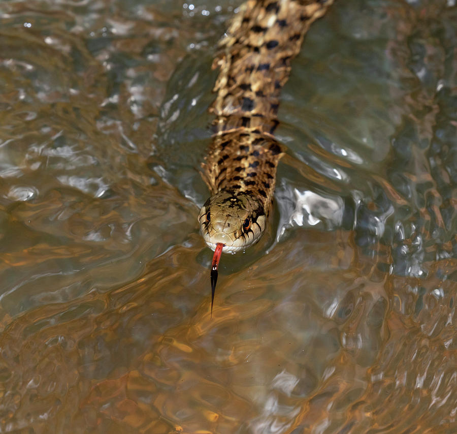 Garter Snake Swimming Photograph by Ivan Kuzmin