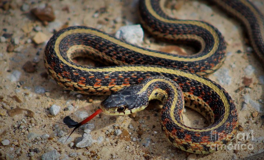 Garter Snake Photograph by Tammy Miller - Fine Art America