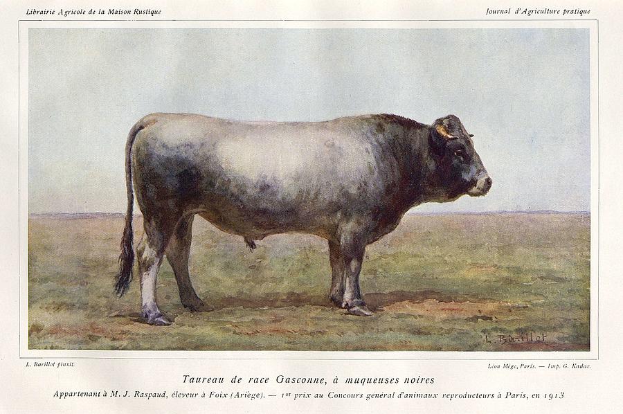 Gascon breed bull 1916 Painting by Celestial Images