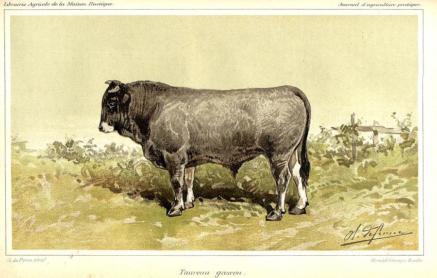 Gascon bull 1895 Painting by Celestial Images