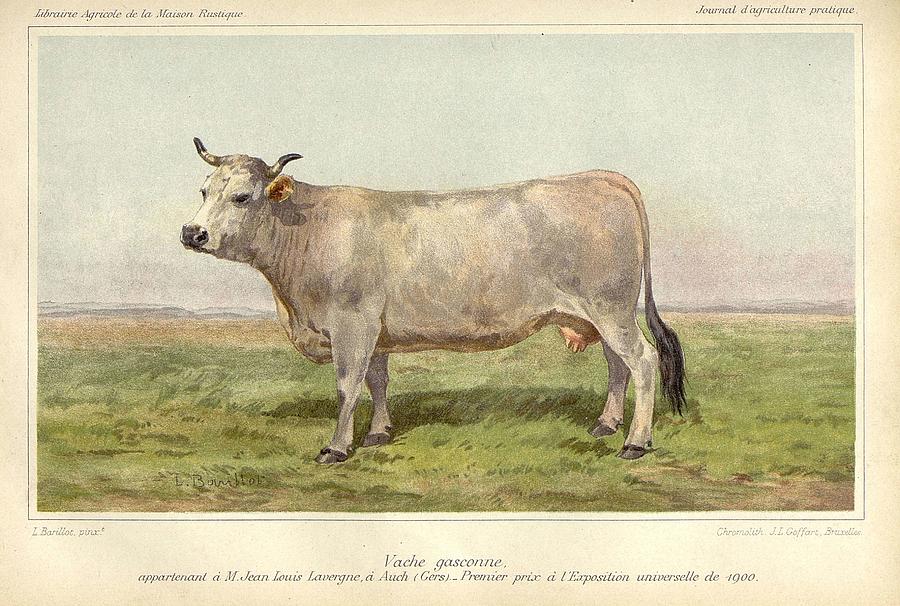 Gascon cow 1901 Painting by Celestial Images