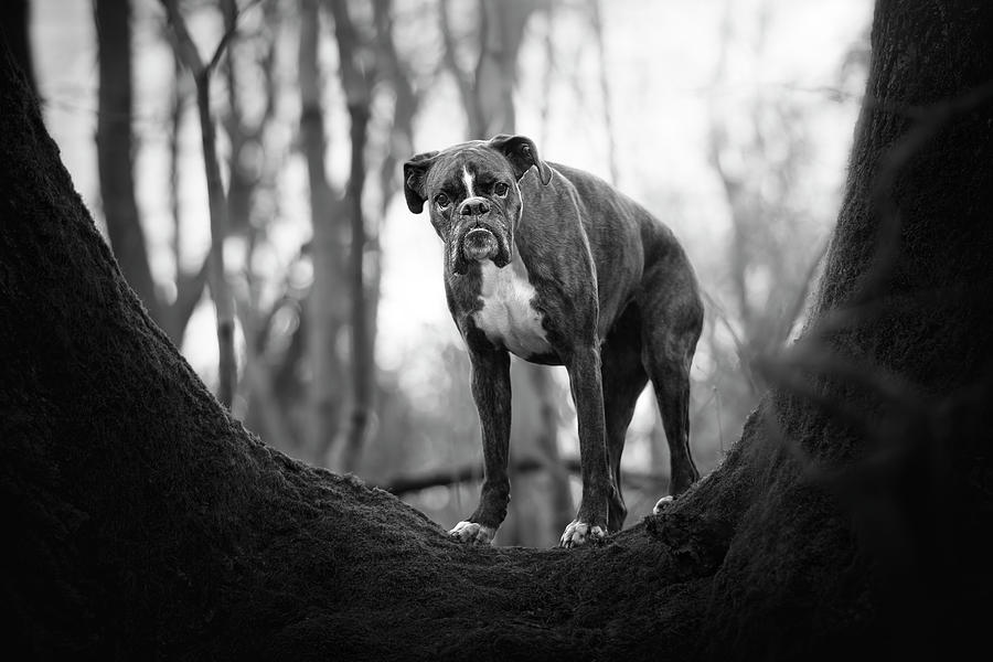 Boxer Dog As Gatekeeper Photograph