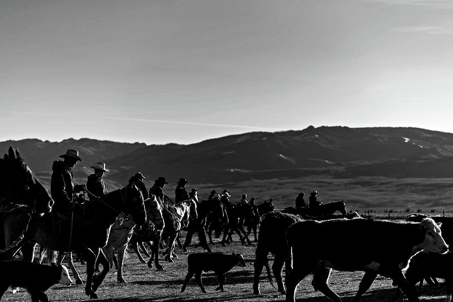 Gathering cows  Photograph by Julieta Belmont