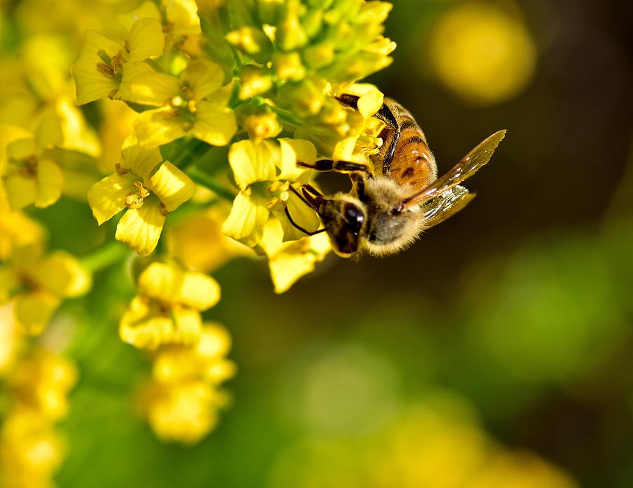 Gathering Pollen Photograph by Jeffrey PERKINS