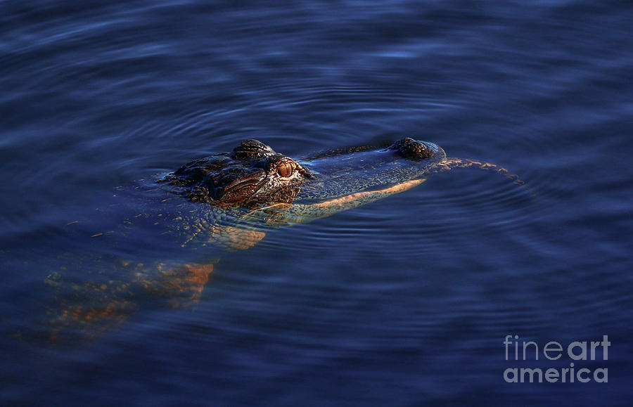 Gator and Snake Photograph by Tom Claud  Fine Art America