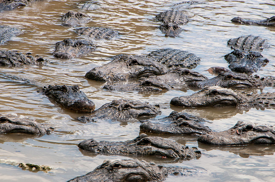 Jaws Photograph - Gator Country by Phyllis Taylor