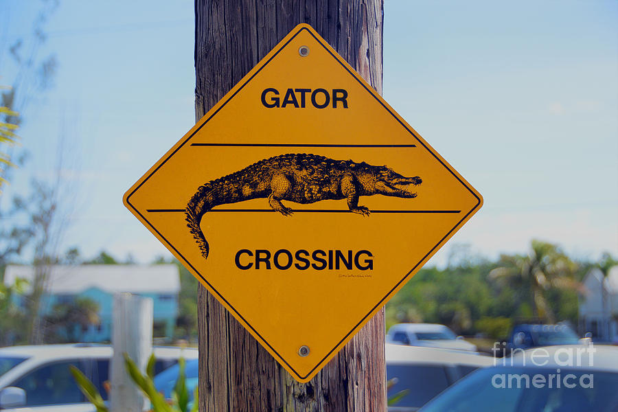 Alligator Photograph - Gator Crossing Sign by Catherine Sherman