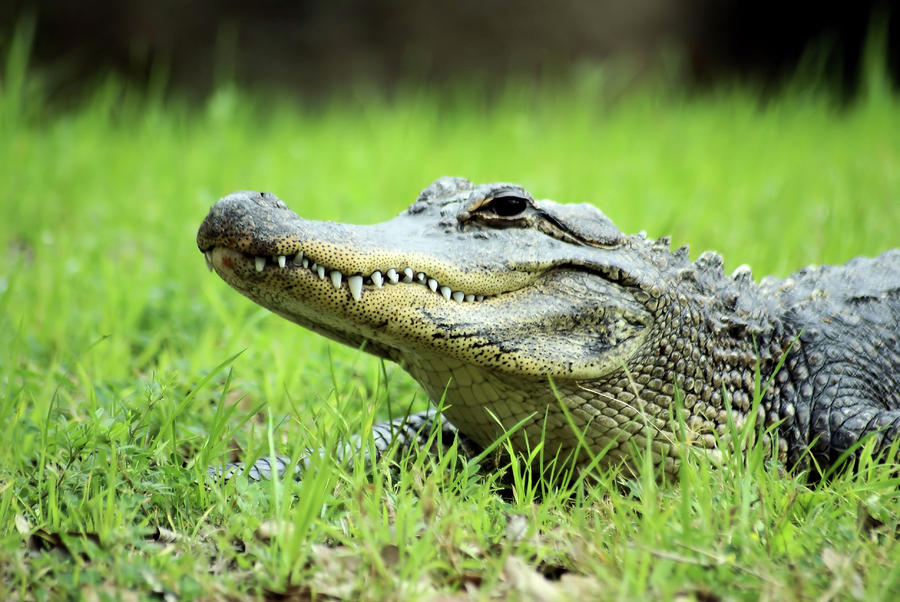 Gator Photograph by Fred Perez - Fine Art America