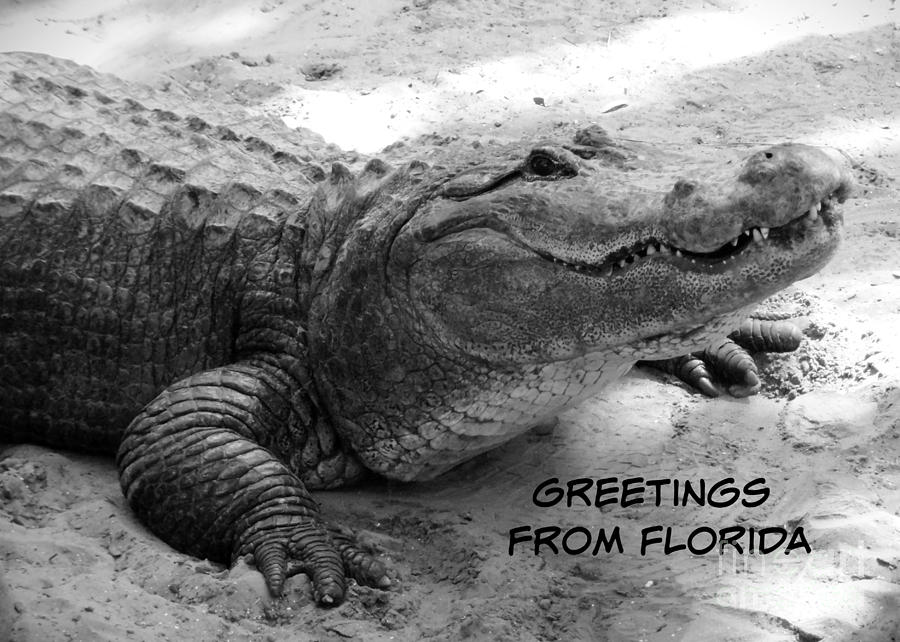Gator Greetings from Florida Photograph by Carol Groenen