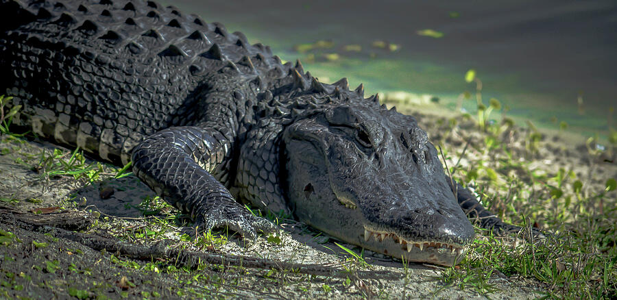 Gator in the Glades Photograph by Debra Kewley