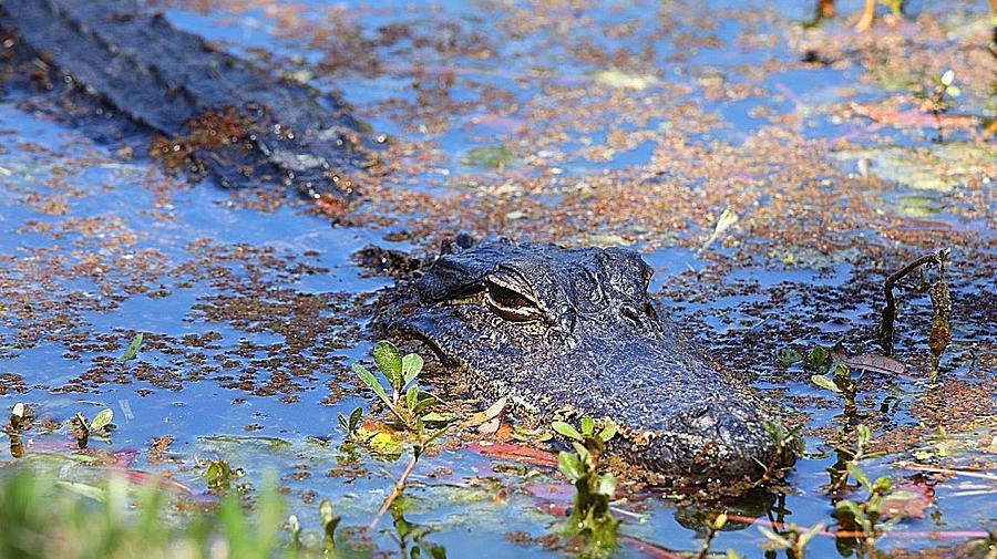 Gator in the Pond Photograph by Tina M Daniels   Whiskey Birch Studios