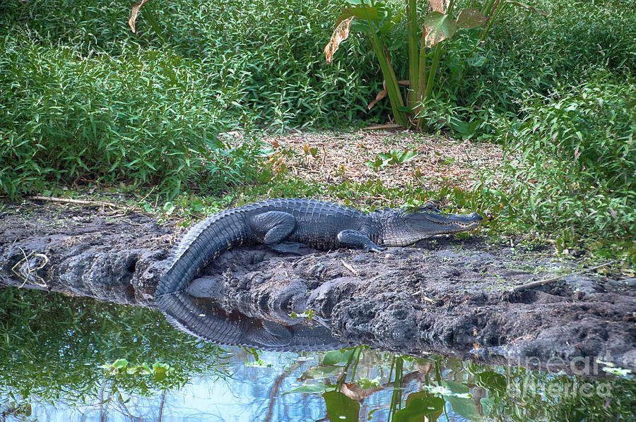 Gator River Reflection Photograph by Judy Hall-Folde