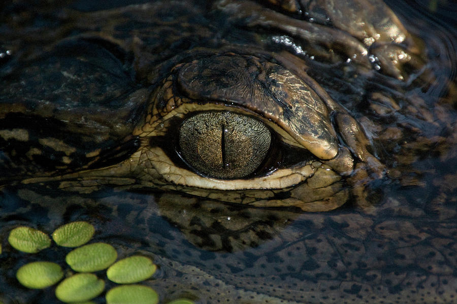 Gators Eye Photograph by Joe Leone