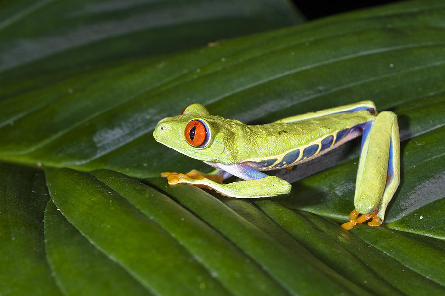 Gaudy Leaf Frog, Agalychnis Callidryas On A Leaf In The Rainforest ...