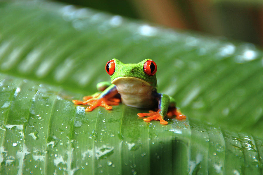 Gaudy Leaf Tree Frog 002 Photograph by Sacco