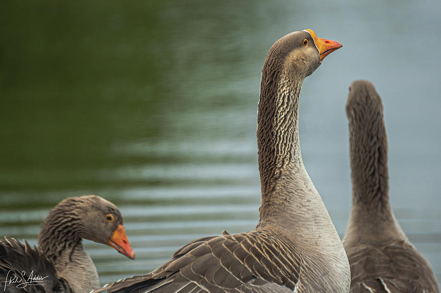 Gawking Geese Photograph by Phil S Addis