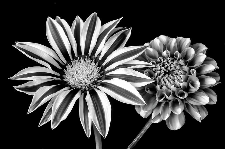 Gazania And Dahlia Black And White Photograph by Garry Gay