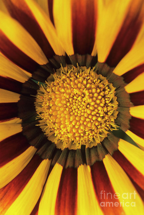 Gazania 'daybreak Tiger Stripe Mixed' by Jane Sugarman/science Photo ...