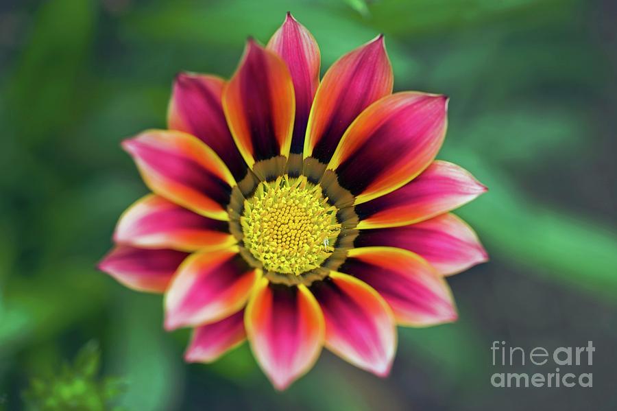 Flower Photograph - Gazania Sp by Dr Keith Wheeler/science Photo Library
