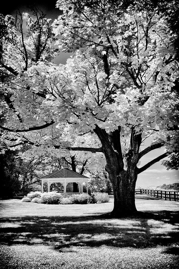 Gazebo and Tree Photograph by Paul W Faust - Impressions of Light