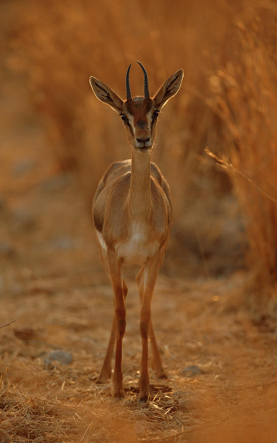 Nature Photograph - Gazella Portrait by Assaf Gavra
