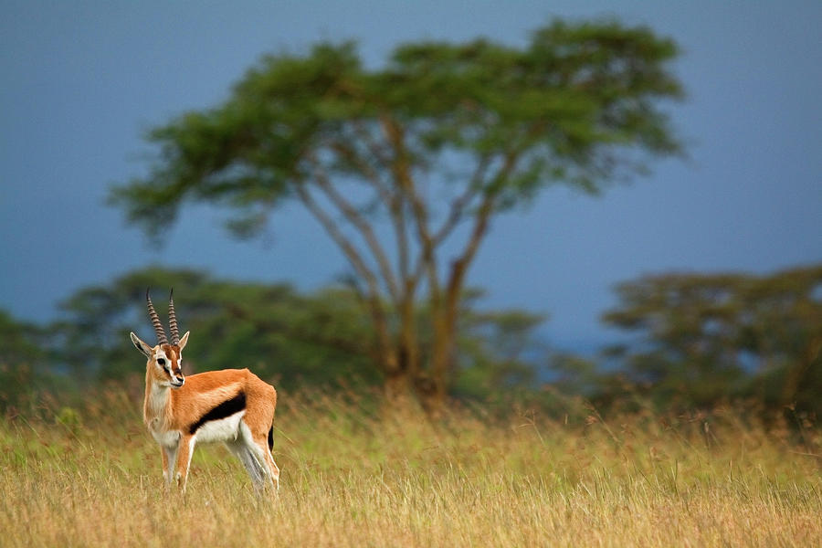 Gazelle Against Stormy Landscape Photograph by Wldavies