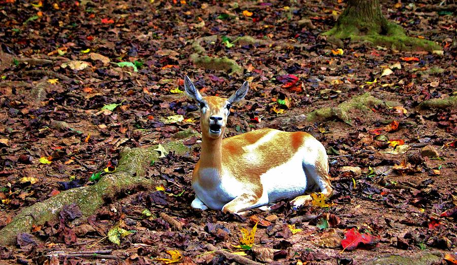Gazelle Enjoying Autumn Photograph by Cynthia Guinn