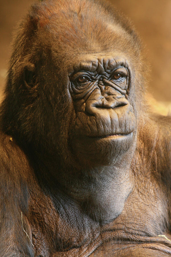 Gazing Gorilla Photograph by David Jenkinson
